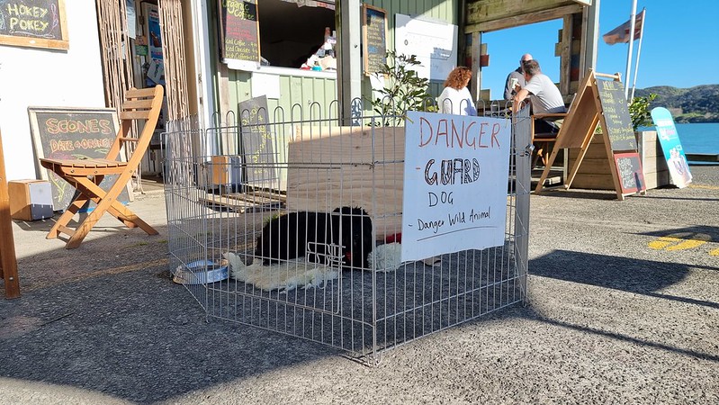 The 'danger' dog (wasn't)