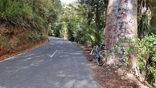 Bike against Kauri Opunaku Rd