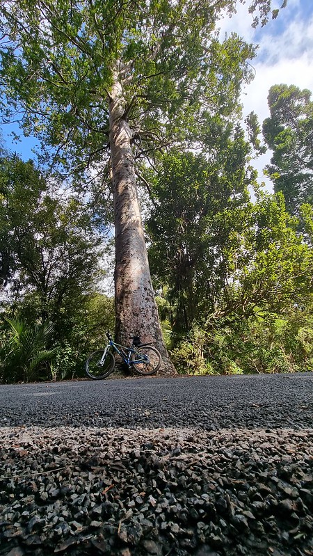 Bike and Kauri Opunaku Rd