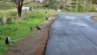 Vineyard Rd, Henderson Valley