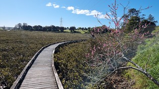 Whau boardwalk