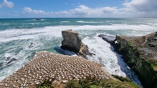 Muriwai Gannets