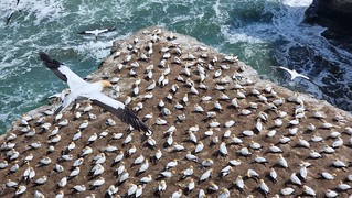 Muriwai Gannets