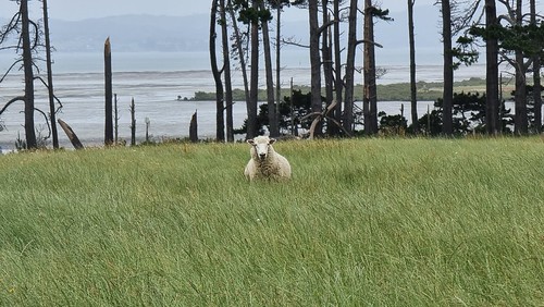 Puhinui Reserve resident!