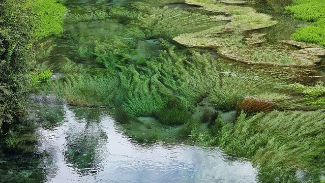 Putaruru Blue Springs Walk