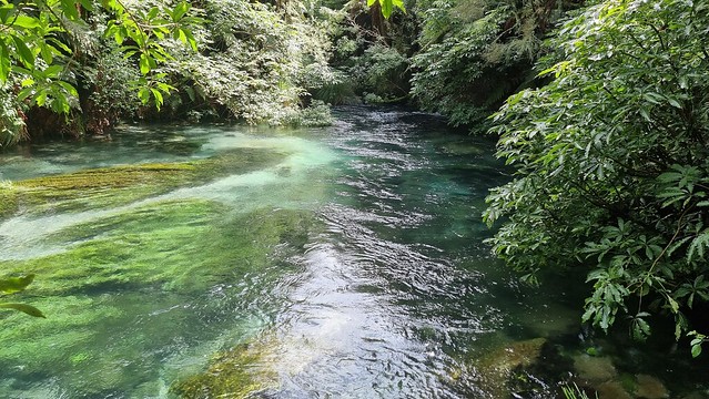 Putaruru Blue Springs Walk