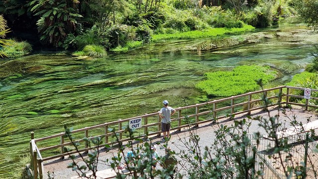 Putaruru Blue Springs Walk