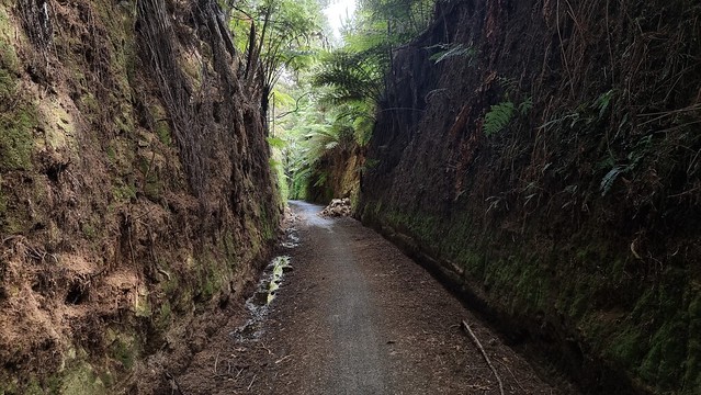 Railway Cutting in Karangahake Gorge