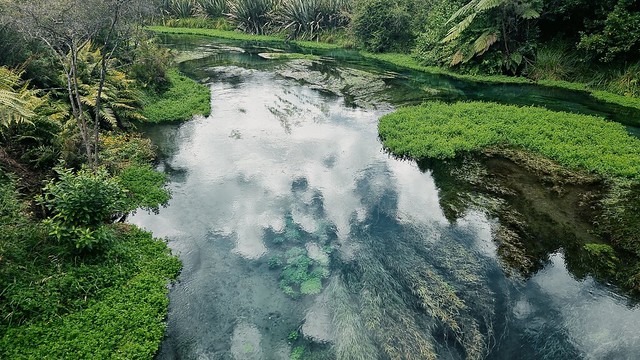 Putaruru Blue Springs Walk