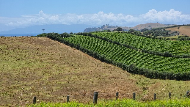 Waiheke Vines