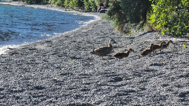 Whakaipo Bay very crowded!