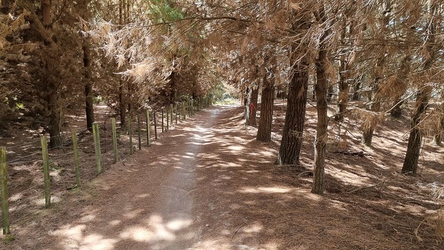 Rotary Ride Trail Taupō