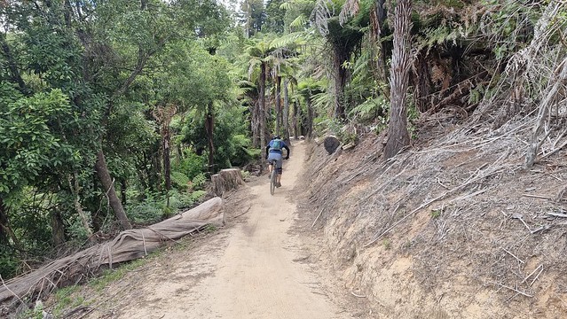 Whakarewarewa Forest Loop