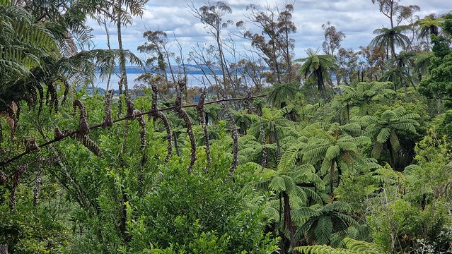 Whakarewarewa Forest Loop