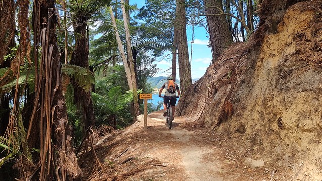 Whakarewarewa Forest Loop