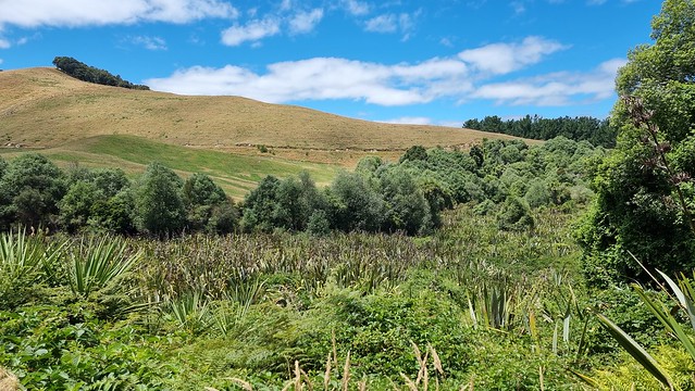 Orakau Trail wetlands
