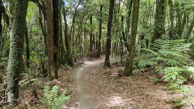 Whakarewarewa Forest Loop