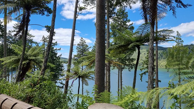 Whakarewarewa Forest Loop