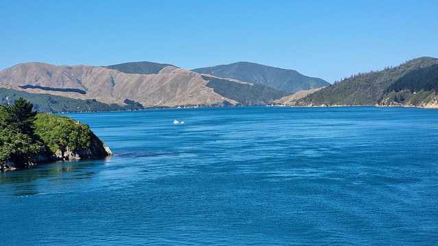 Bluebridge Ferry in Tory Channel