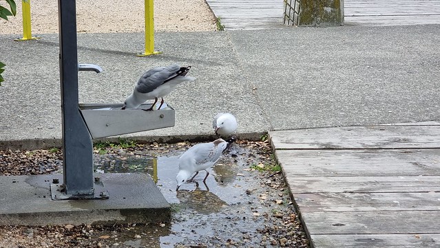 Mapua gull water station