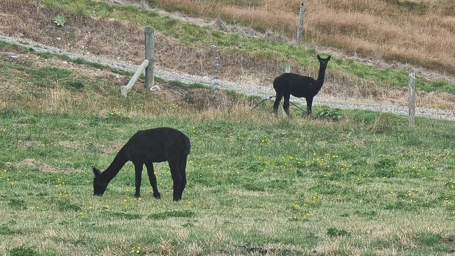 Alpaca at Dovedale