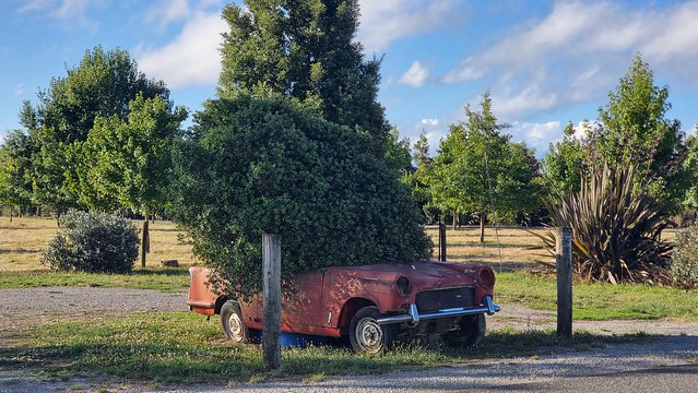 Nature triumphs over Triumph Herald