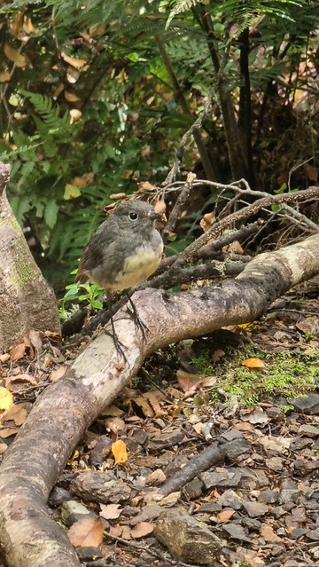 Robin meets (South Island) Robin