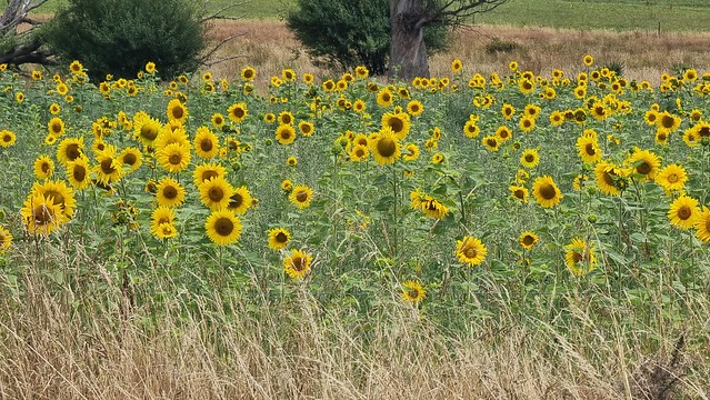 Sunflower fields
