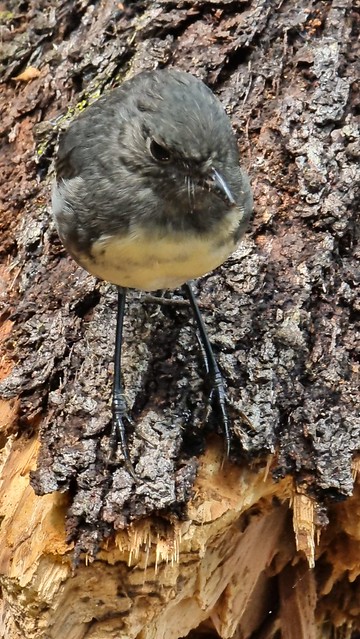 South Island Robin are friendly