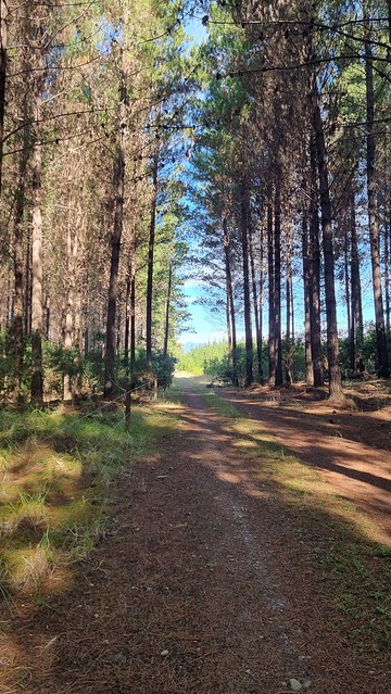 Rabbit Island forest