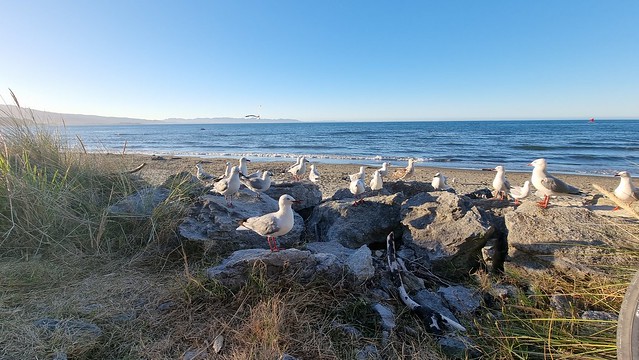 Dining companions...