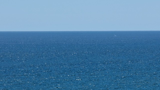 Whale from Cape Farewell