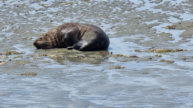 Basking seal