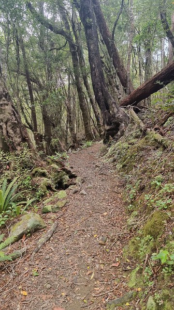 Rameka Trail | Tākaka Hill