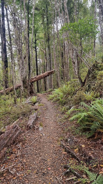 Rameka Trail | Tākaka Hill