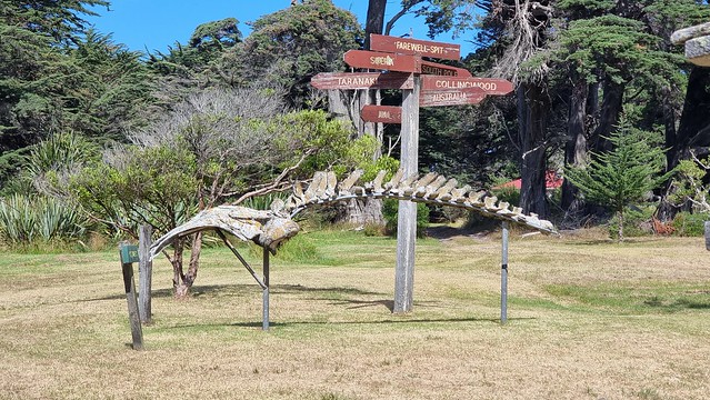 Whale stranding skeleton