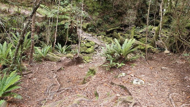 Rameka Trail | Tākaka Hill