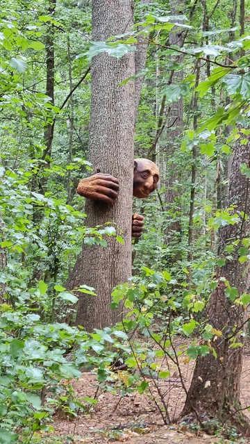 Hanmer Springs Forest Amble