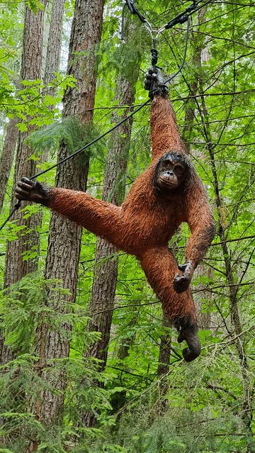 Hanmer Springs Forest Amble