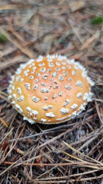 Hanmer Springs Forest Amble