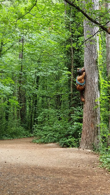 Hanmer Springs Forest Amble