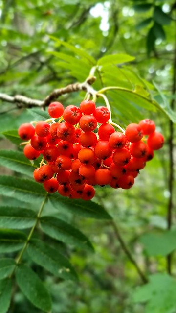 Hanmer Springs Forest Amble