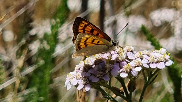 The scale of nature | Cardrona Skifield Road