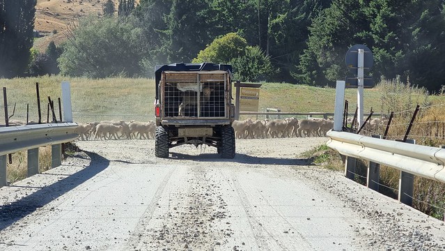 Rush hour on Waiorau Nordic (Snow farm) Road, Cardrona
