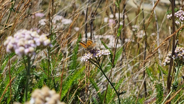 The scale of nature | Cardrona Skifield Road