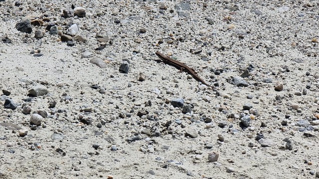 Life is everywhere | Cardrona Skifield Road