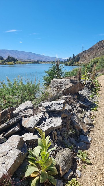 Towards Cornish Point | Lake Dunstan Trail