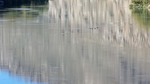 Roxburgh Gorge Trail Doctors Pt ducks ~2.4km away