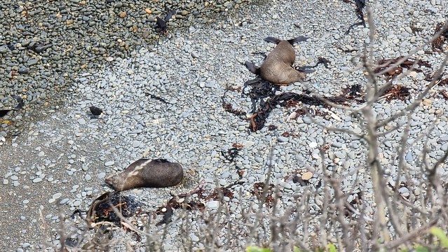 Bushy Beach basking seals