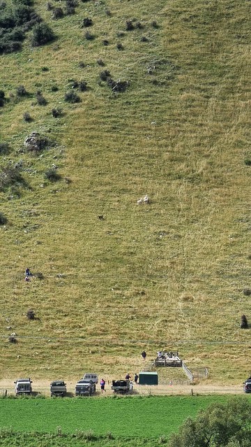 Hakataramea Huntaway Dog Trials